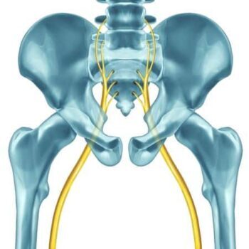 sciatic nerve